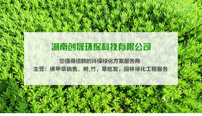 綠色屋頂先鋒 佛甲草基地直銷(xiāo)助力湘潭環(huán)保新趨勢(shì)